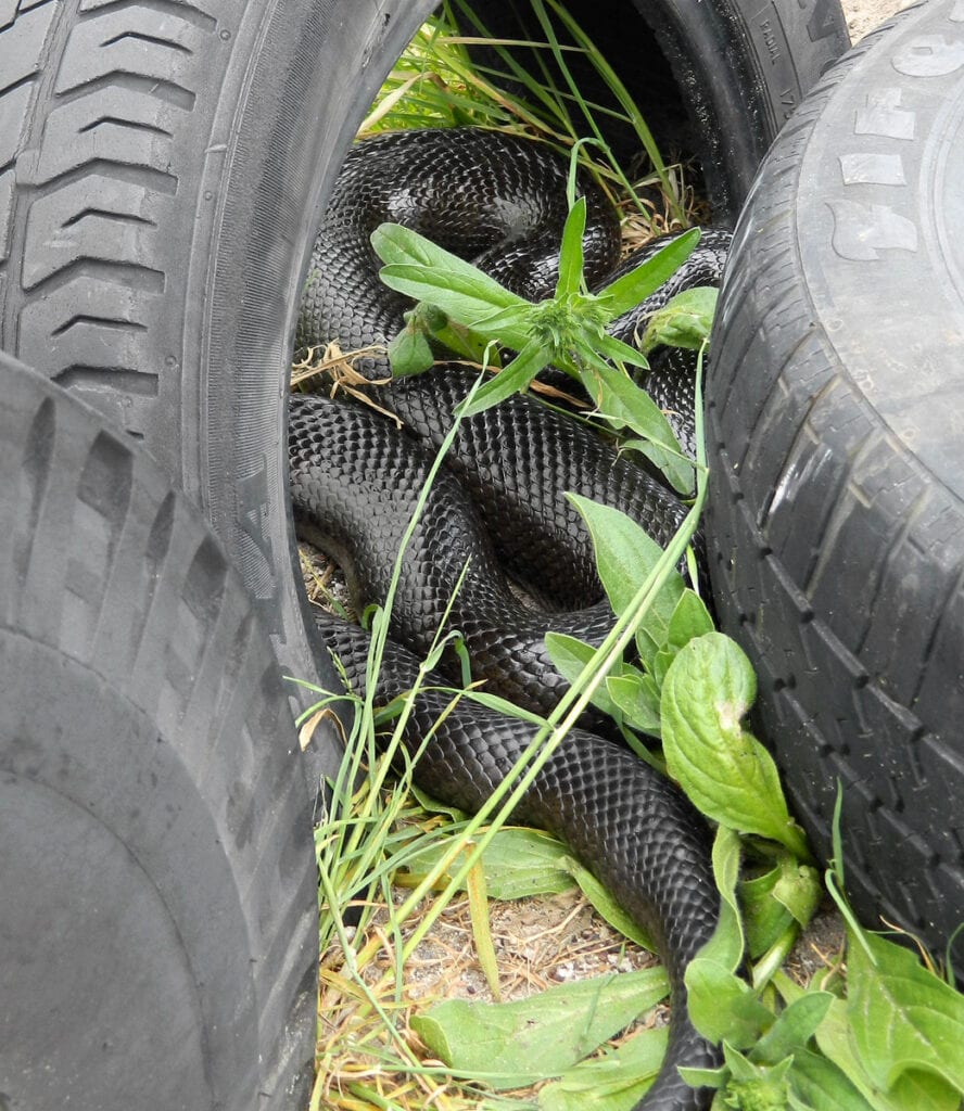 Learning To Love The Mole Snake Friends Of Tokai Park