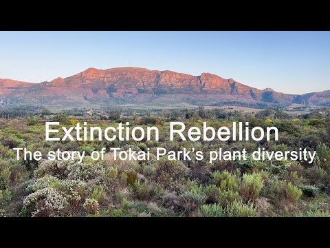 Extinction Rebellion - The story of Tokai Park&#039;s plant diversity