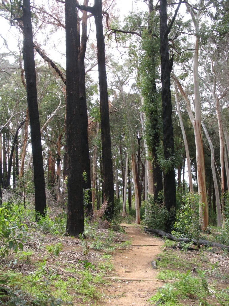 Arboretum Walk 2016