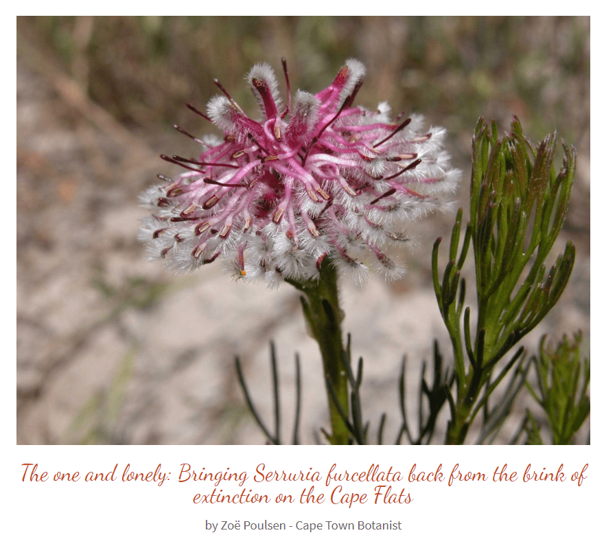 Notes from a Cape Town Botanist Tokai Park