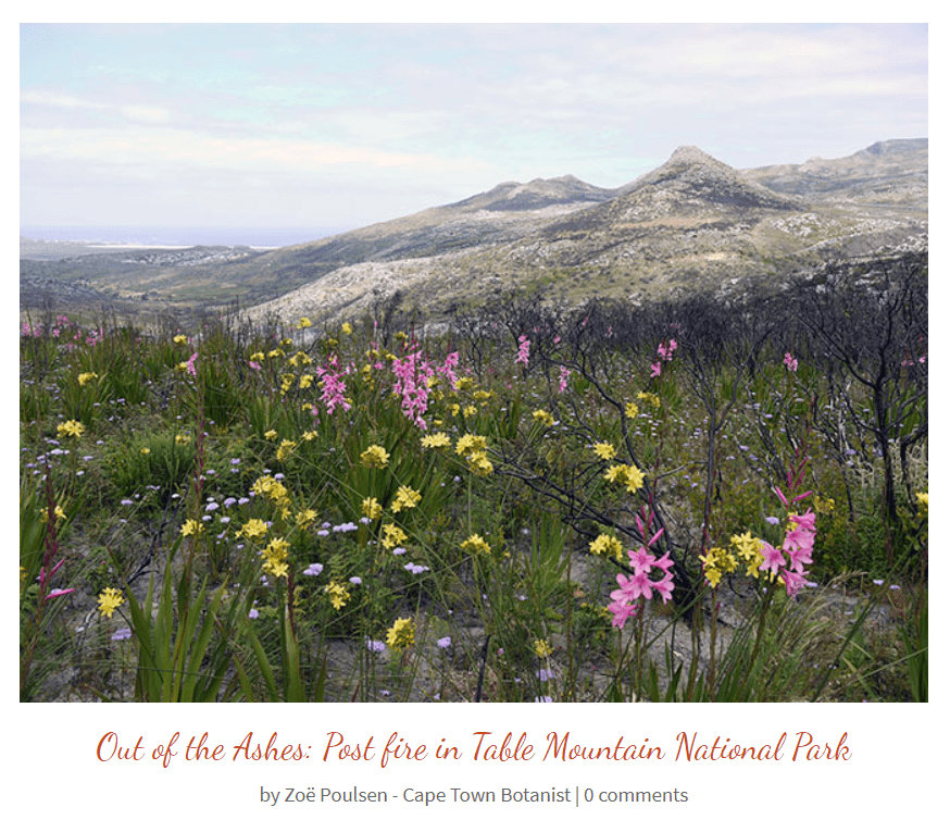 Notes from a Cape Town Botanist Tokai Park