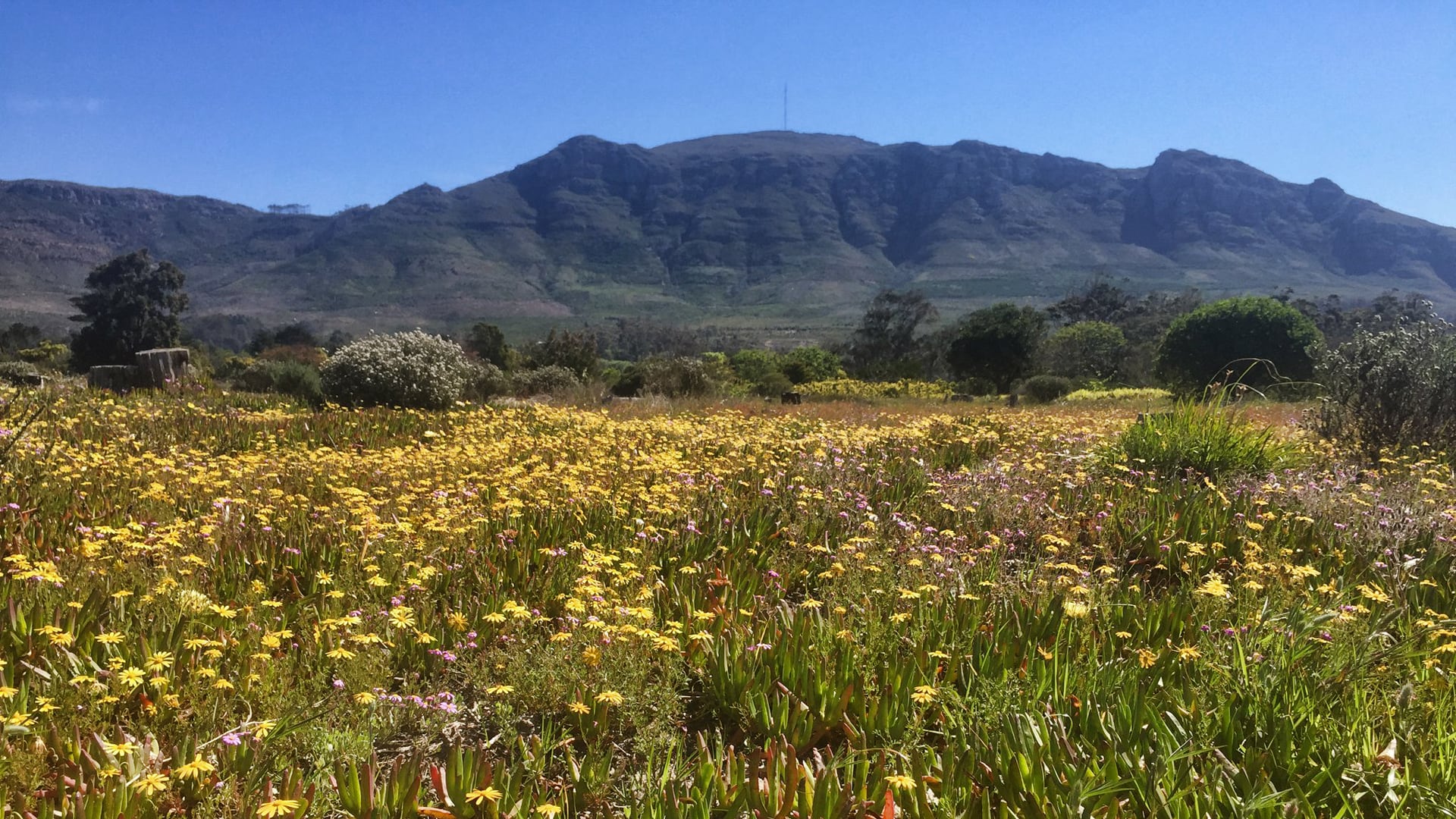 Read more about the article Cape Flats Sand Fynbos – A Restoration Story I