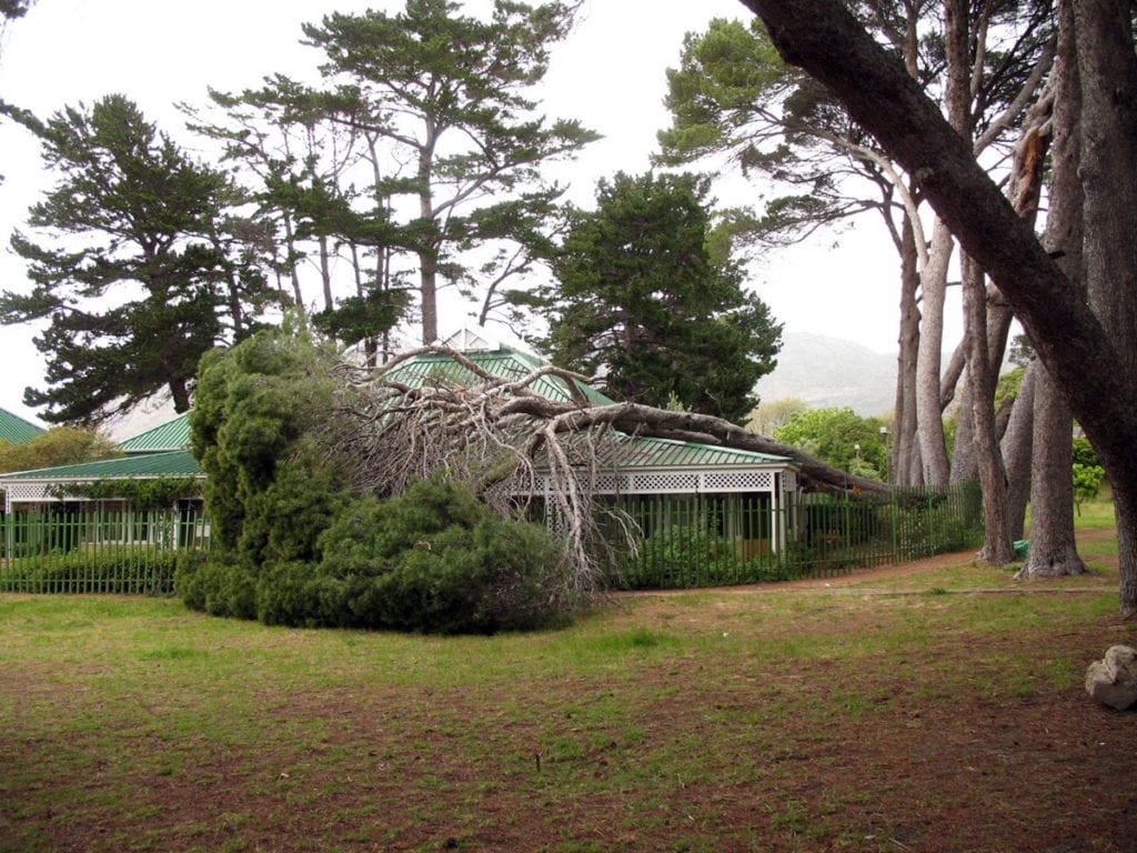 Tokai Library fallen pine