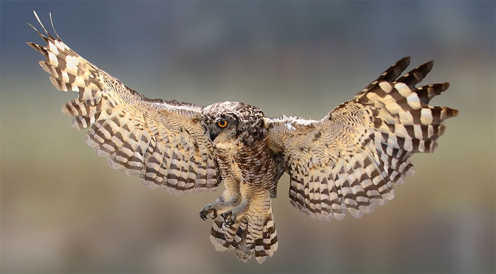 Spotted Eagle Owl