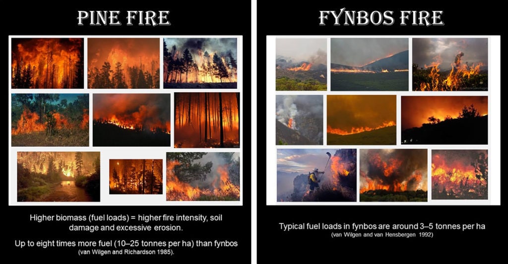 Pine vs Fynbos Fire