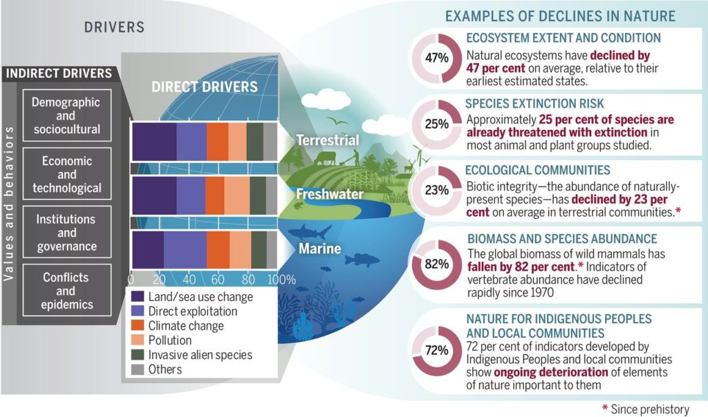 Examples of global declines in nature that have been and are being caused by direct and indirect drivers of change