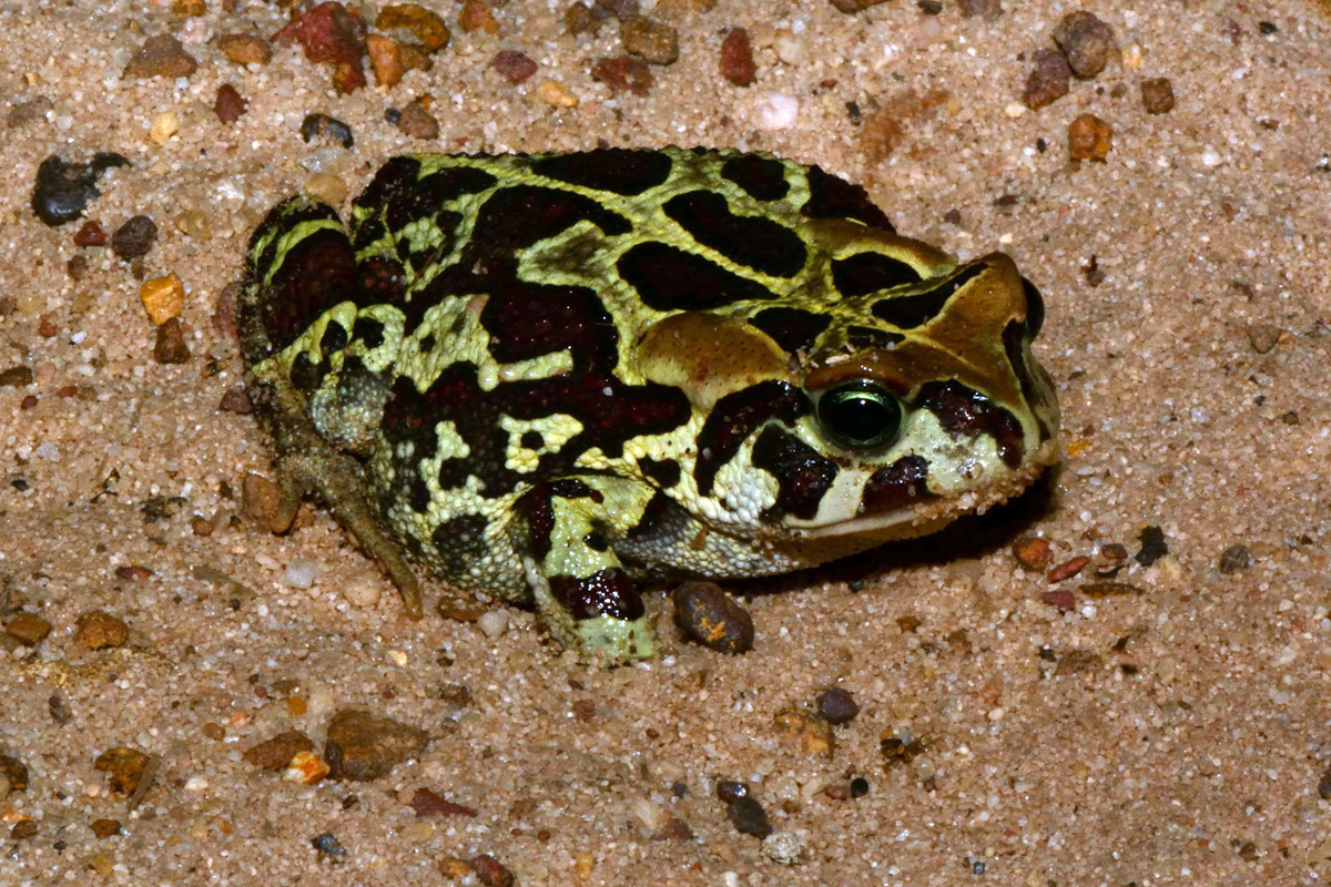 Tokai Park Western Leopard Toad