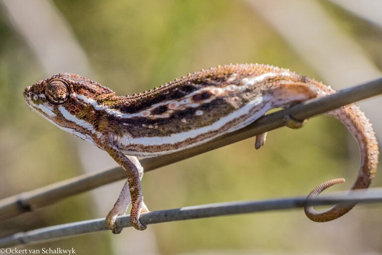 Cape Dwarf Chameleon (Bradypodion pumilum)