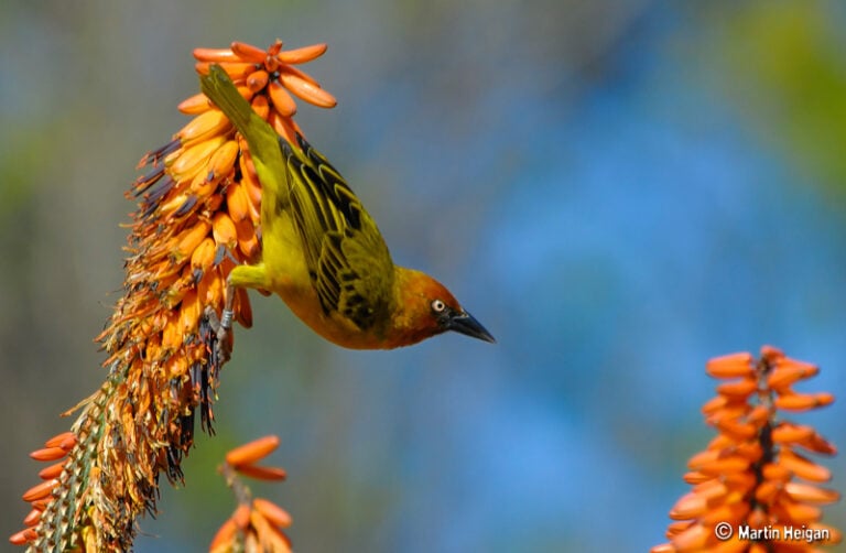 Cape Weaver (Ploceus capensis)