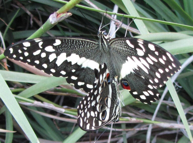 Citrus Swallowtail (Papilio demodocus)