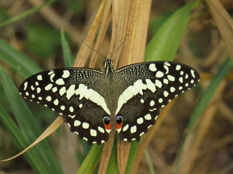 Citrus Swallowtail (Papilio demodocus)