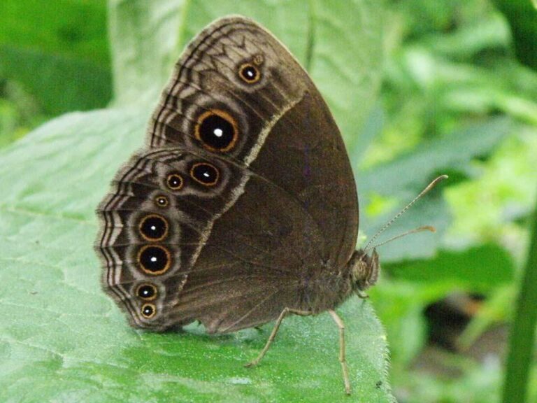 Common Bush Brown (Bicyclus safitza)