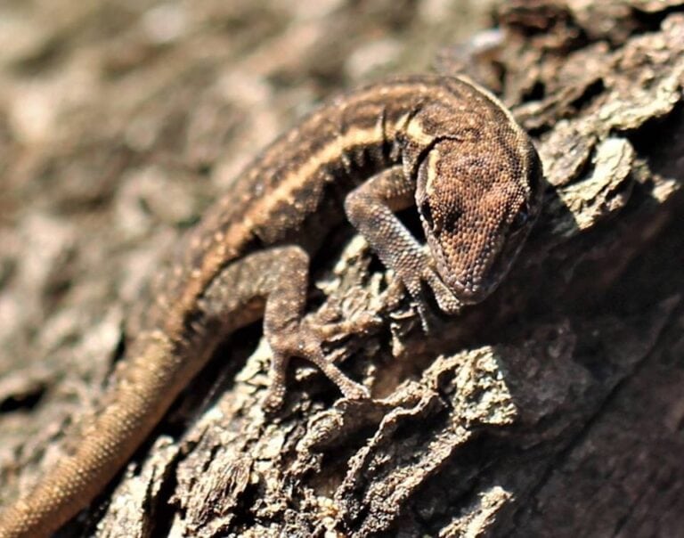 Common Dwarf Gecko (Lygodactylus capensis)