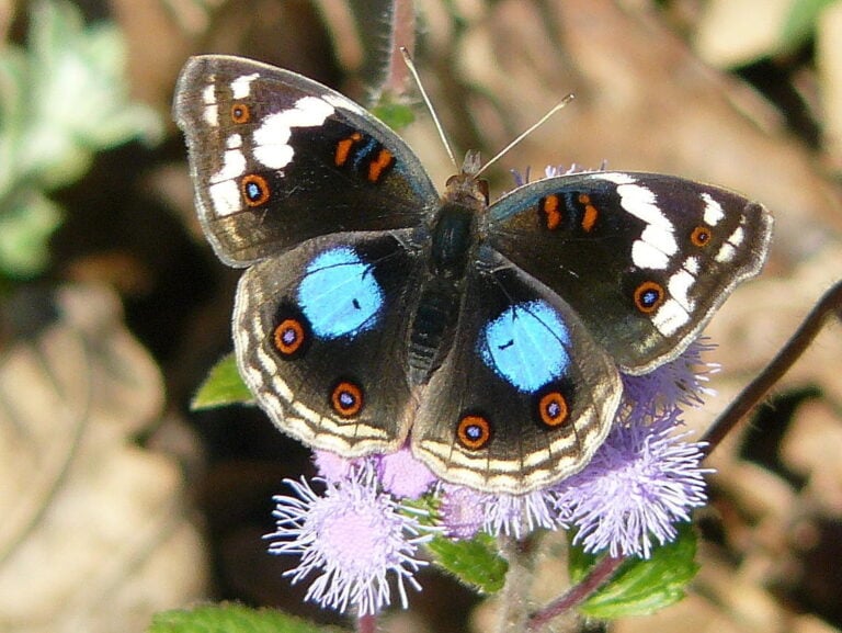 Dark Blue Pansy (Junonia oenone)