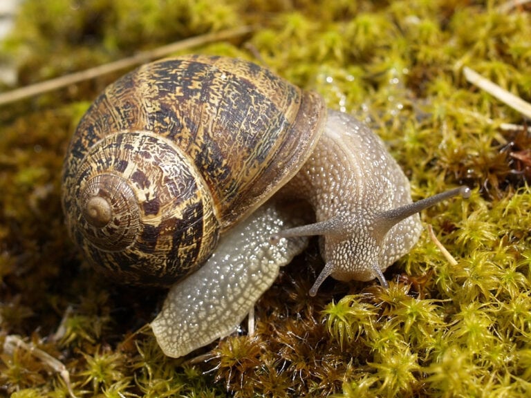 Garden Snail (Cornu aspersum)