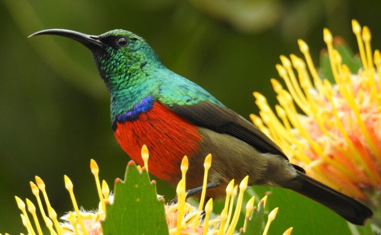 Greater Double-collared Sunbird (Cinnyris afer)