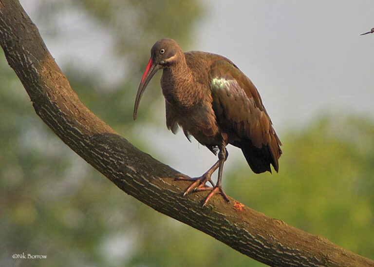 Hadeda Ibis (Bostrychia hagedash)