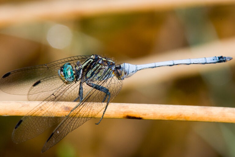 Julia Skimmer (Orthetrum julia)