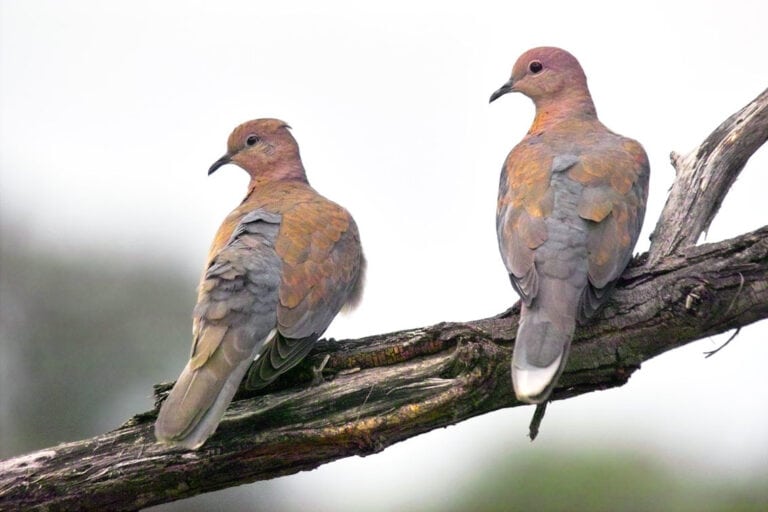 Laughing Dove (Streptopelia senegalensis)