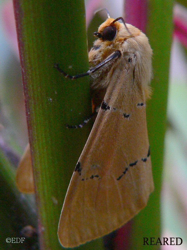 Leucaloa eugraphica