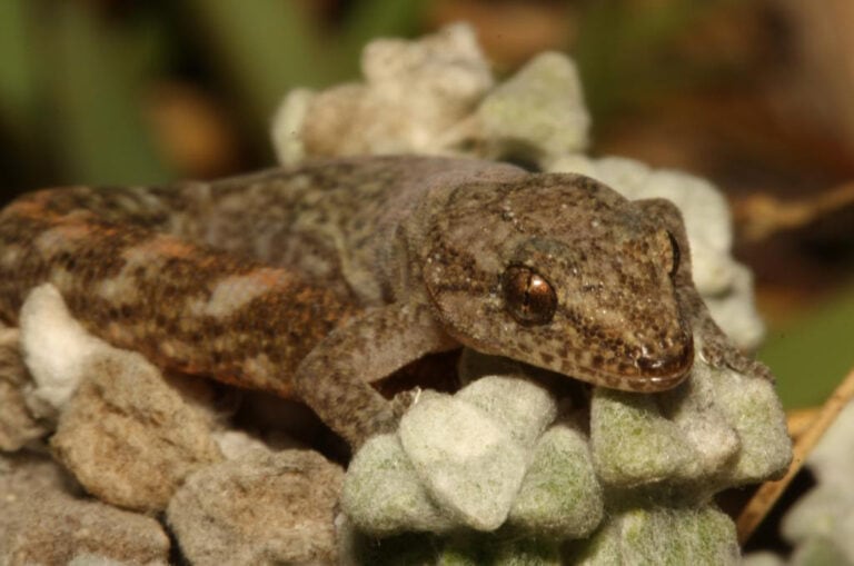 Marbled Leaf-toed Gecko (Afrogecko porphyreus)