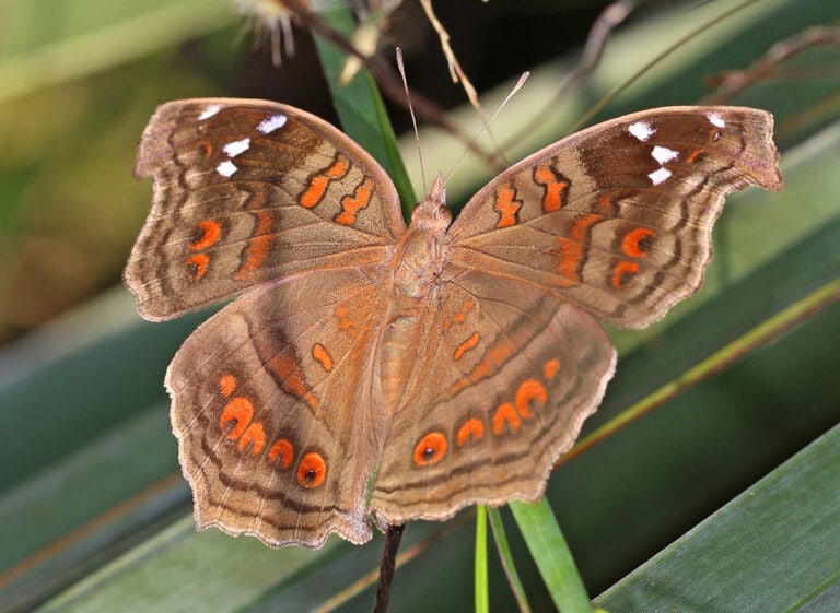 Natal Pansy (Junonia natalica)