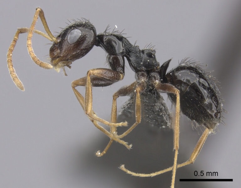 Small Spiny Sugar Ant (Lepisiota incisa)