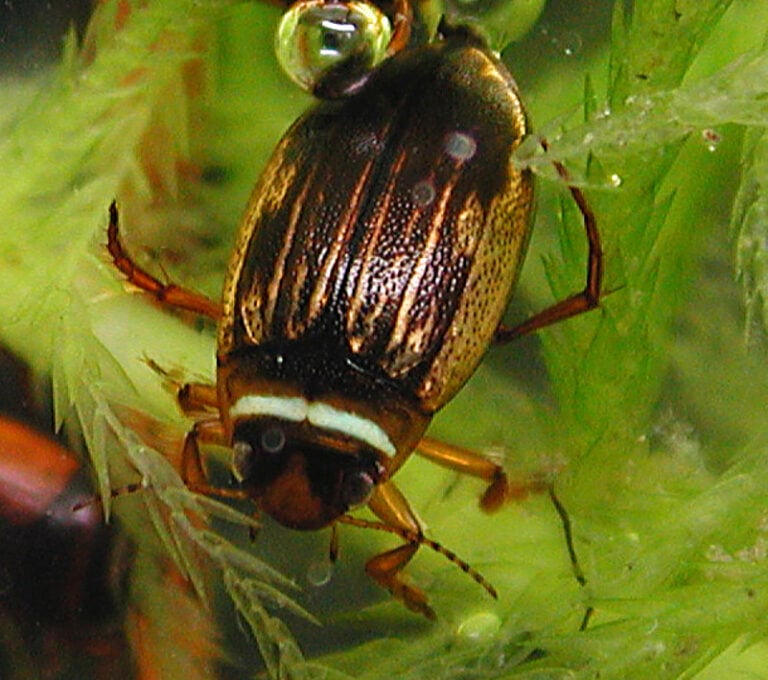 Subfamily Hydroporinae