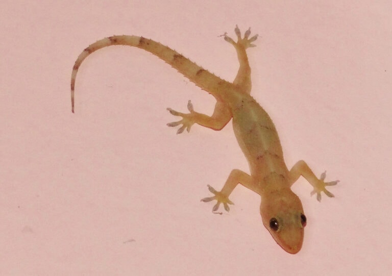 Tropical House Gecko (Hemidactylus mabouia)