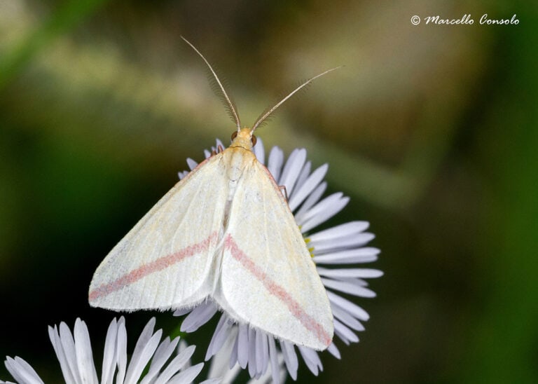 Vestal (Rhodometra sacraria)