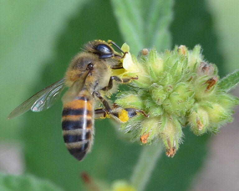 Western Honey Bee Apis mellifera