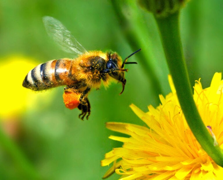 Western Honey Bee (Apis mellifera)