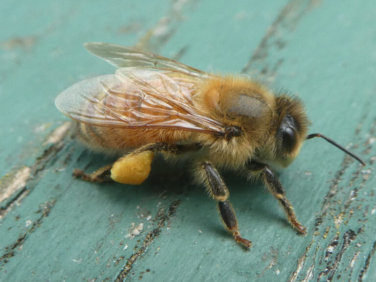 Western Honey Bee (Apis mellifera)