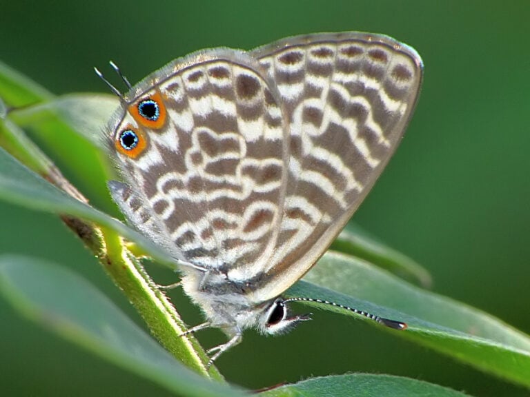 Common Blue Complex Complex Leptotes pirithous-complex