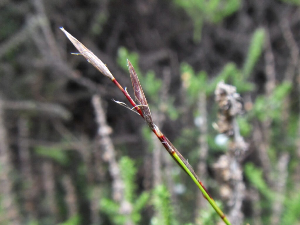 Hidden Veldrush (Schoenus inconspicuus)