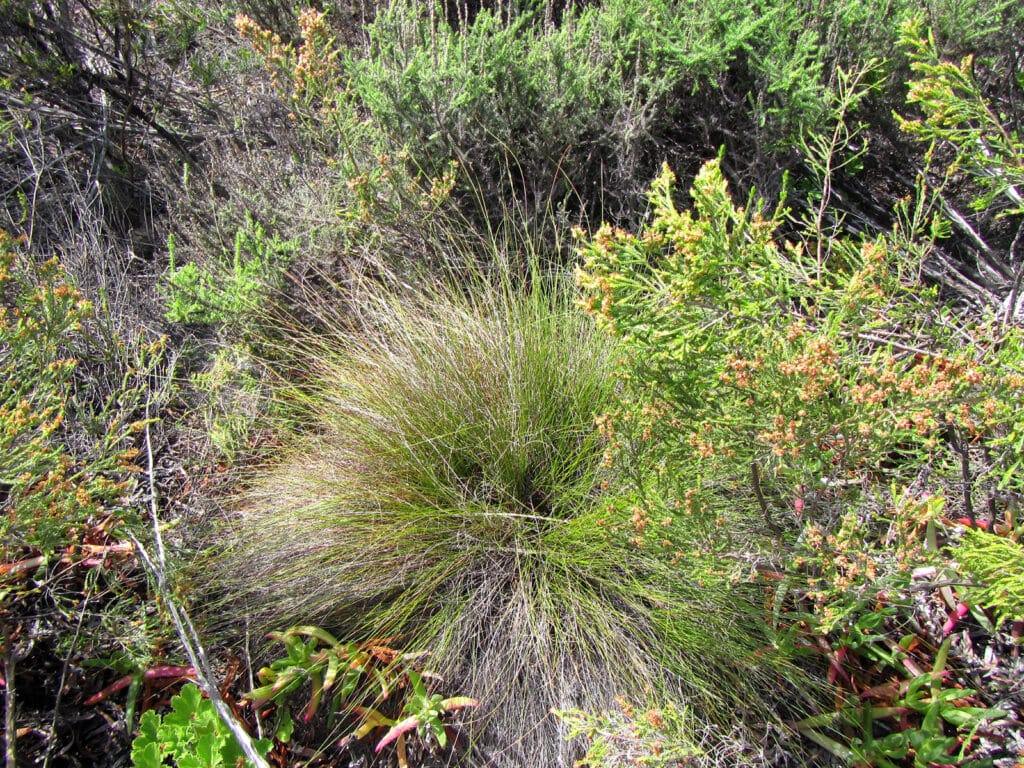 Hidden Veldrush (Schoenus inconspicuus)