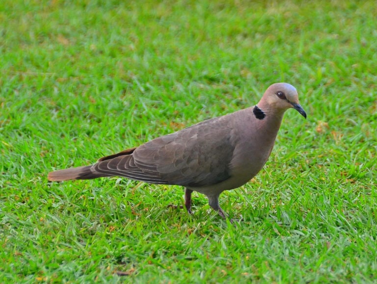 Red-eyed-Dove-Streptopelia-semitorquata