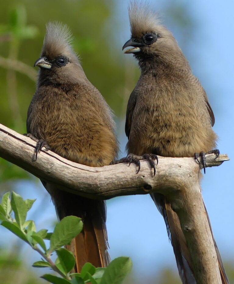 Speckled Mousebird Colius striatus