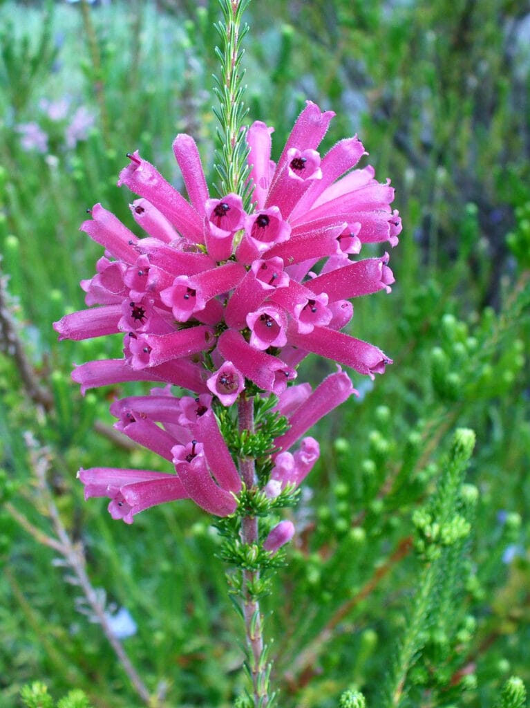 Erica verticillata (whorl heath)