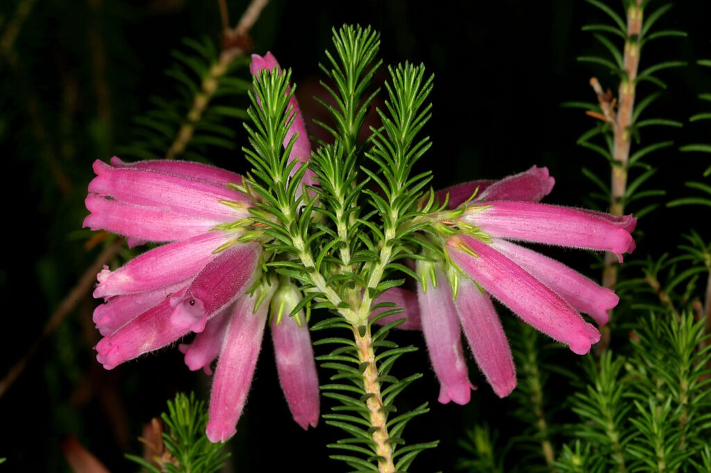 Erica verticillata (whorl heath)