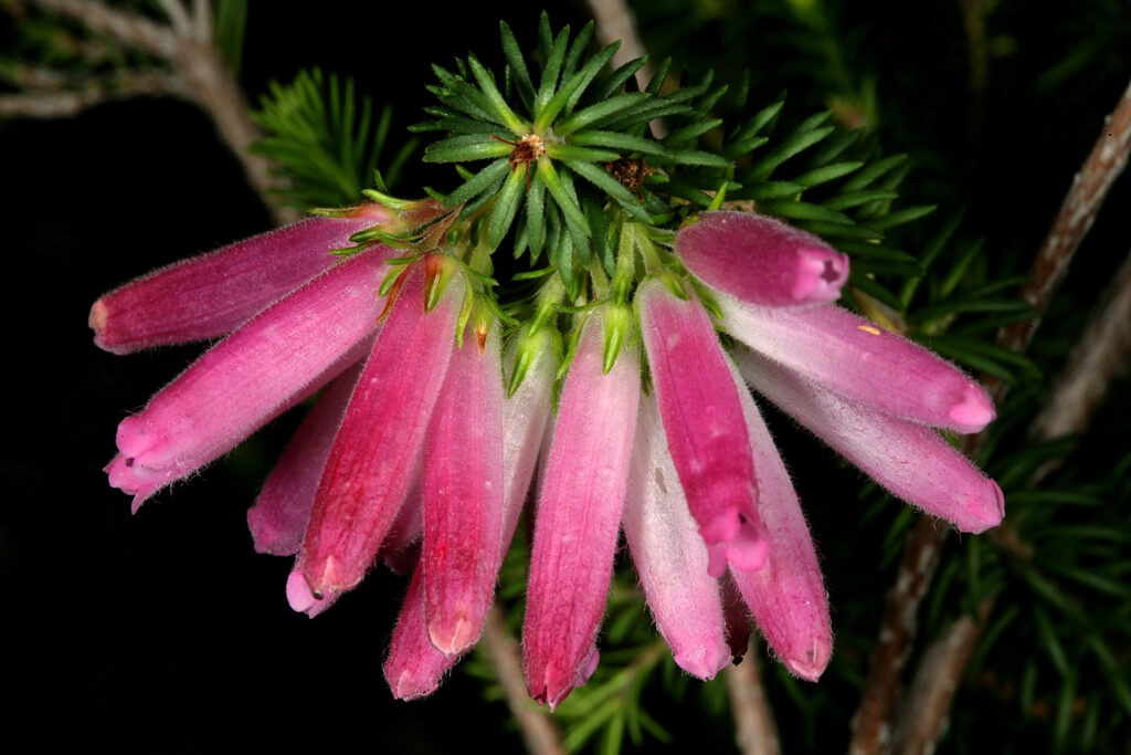 Erica verticillata (whorl heath)