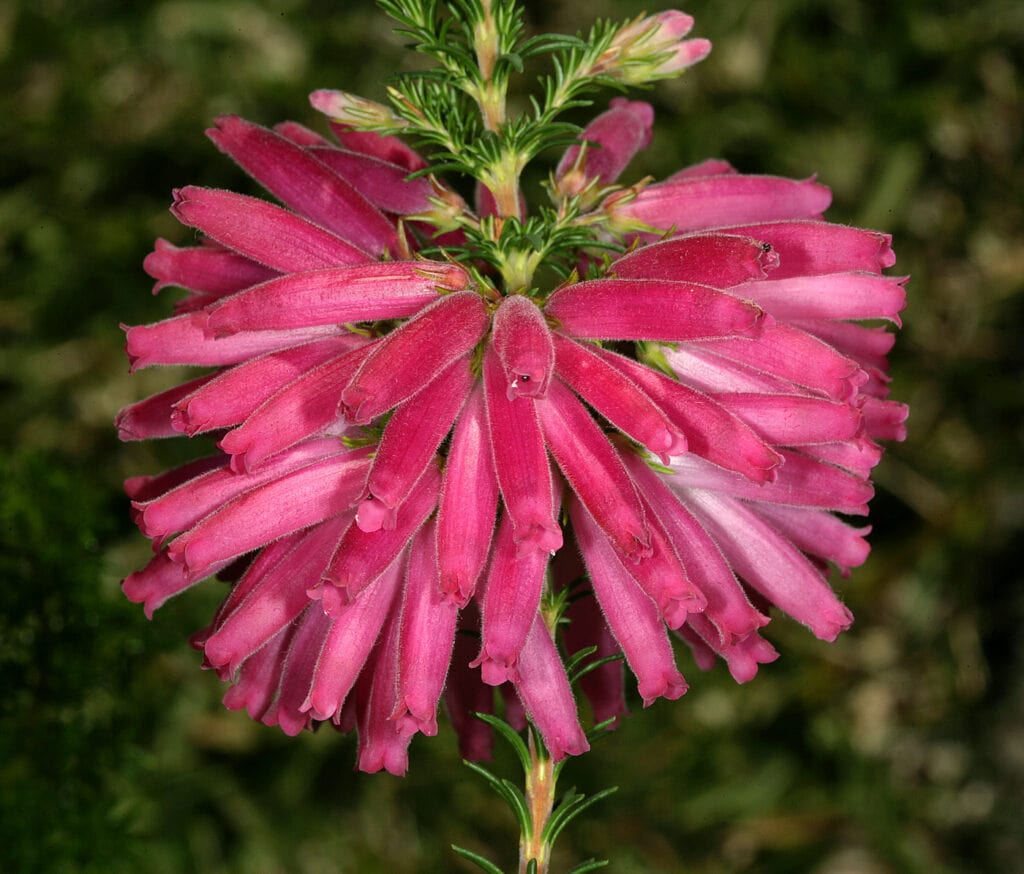 Erica verticillata (whorl heath)