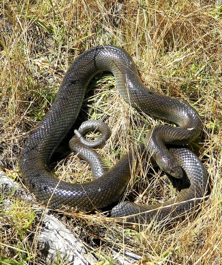 mole snake (Pseudaspis cana)