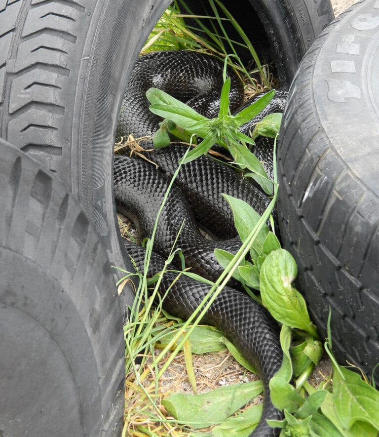 Mole snake (Pseudaspis cana)