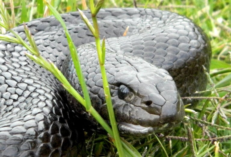 Mole snake (Pseudaspis cana)