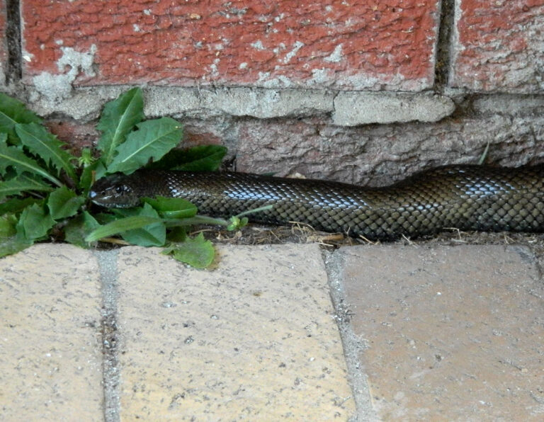 Mole snake (Pseudaspis cana)