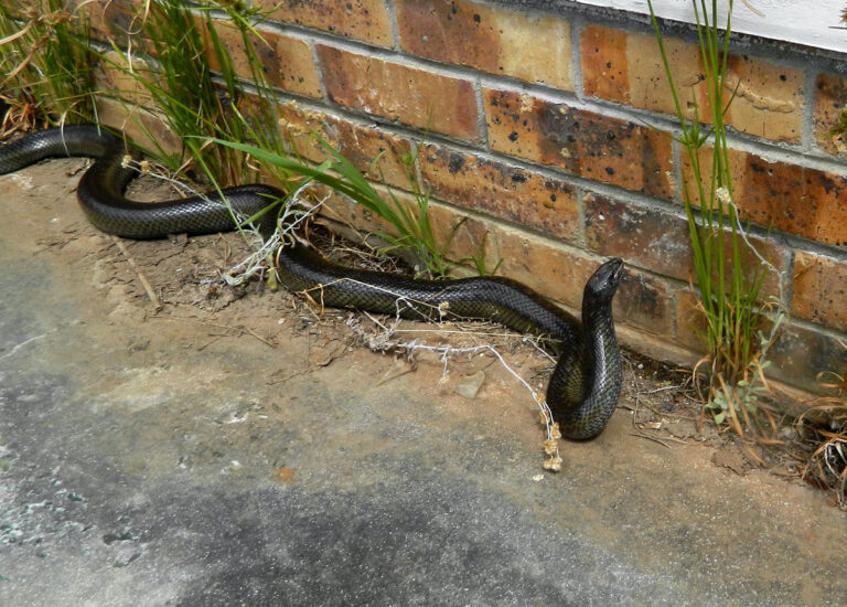 Mole snake (Pseudaspis cana)