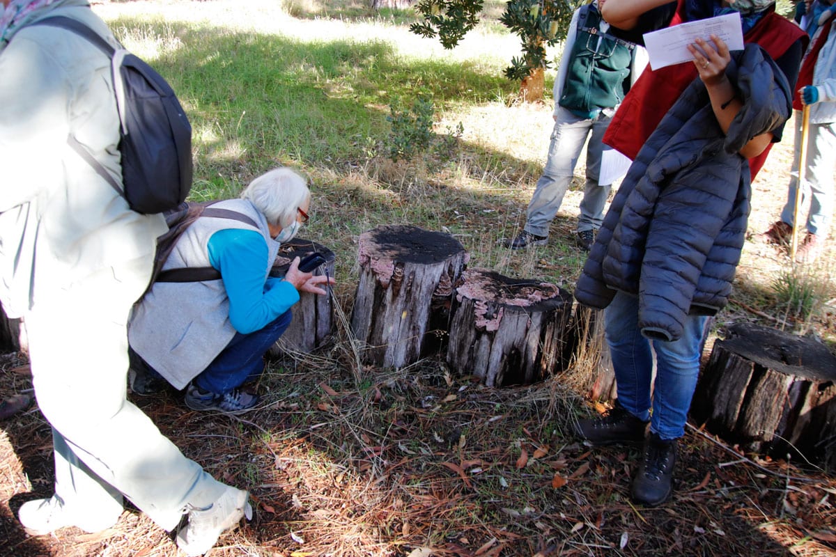 Tokai Shroom Hunt Autumn 2021