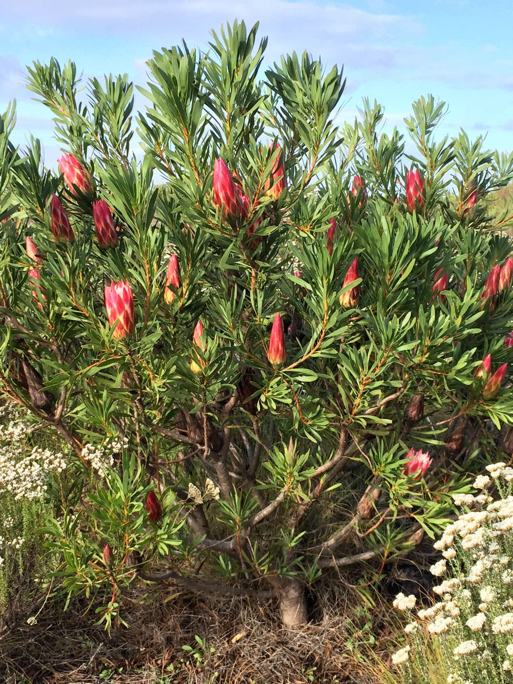 Protea repens reseeder