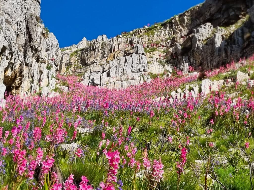 Jonkershoek Nature Reserve Image Santie Gouws